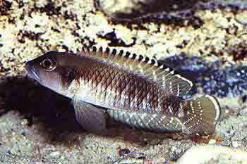 Lamprologus speciosus